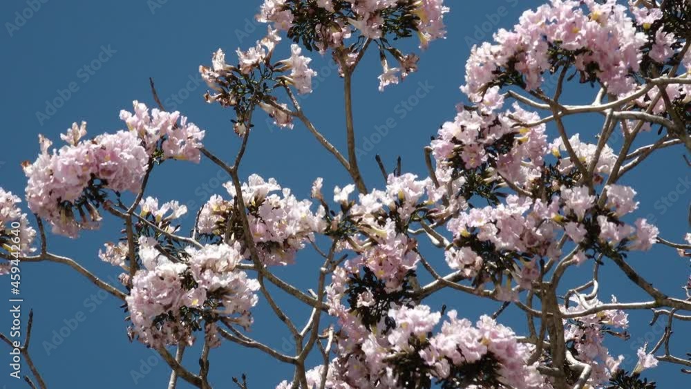 Roble Rosa Tree Tabebuia Rosea pink section arbol close up with blue sky Roble ...