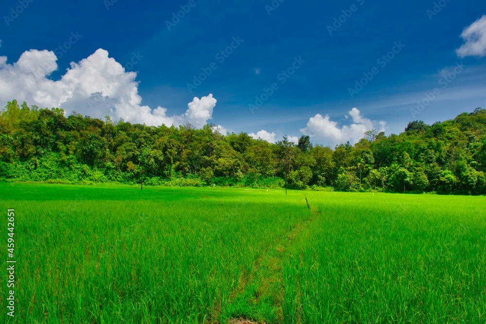 Obraz premium landscape with grass and sky