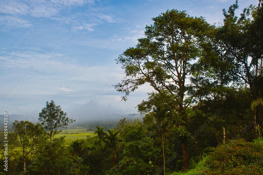 Obraz premium trees in the forest