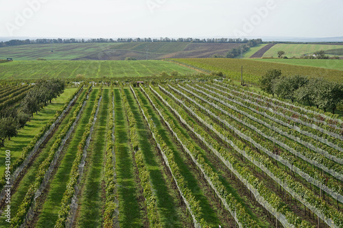 Covered vineyard with ripe fruit aerial panoramic view, Moravia wine region, Czechia