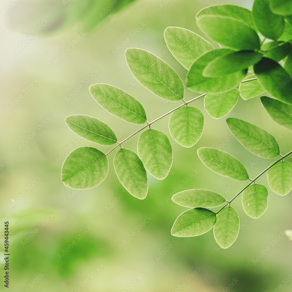 green tree leaves in spring season, green background green tree leaves in spring season, green background