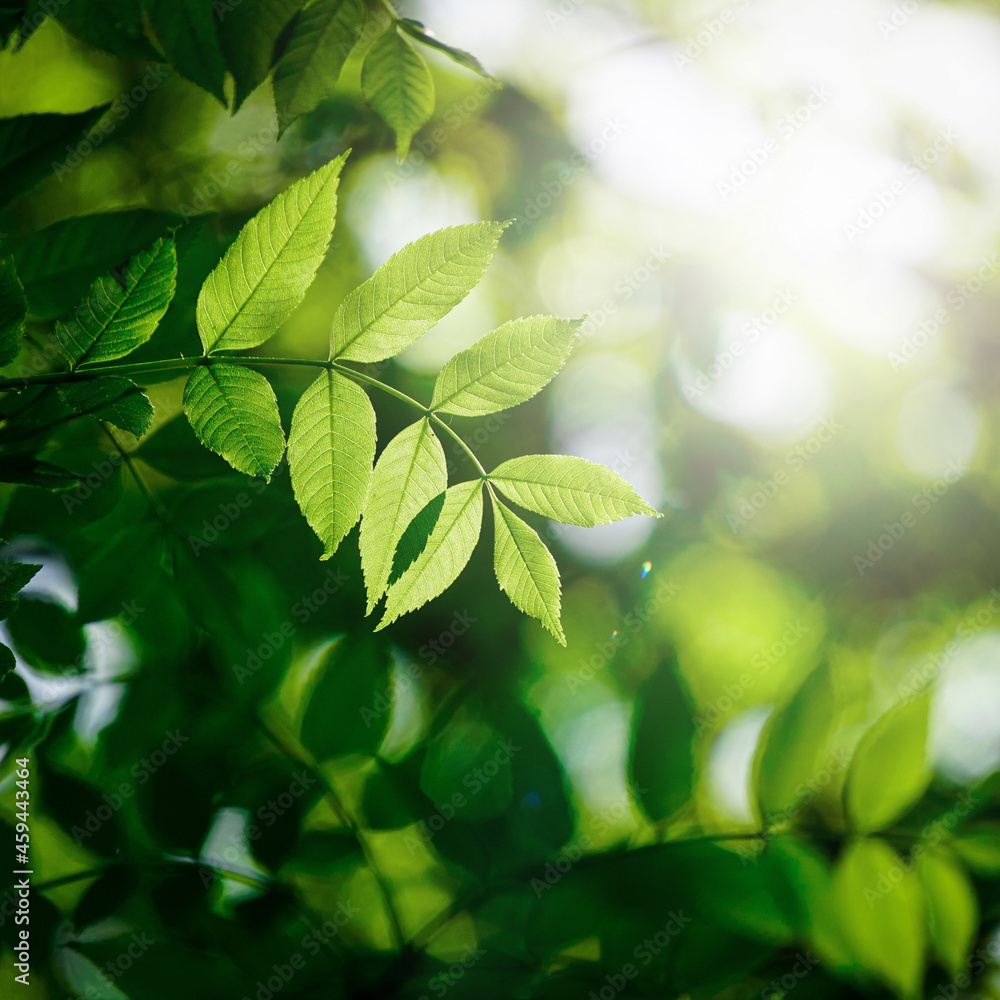 green tree leaves in spring season, green background green tree leaves in spring season, green background