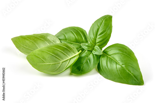 Fresh organic basil leaf, close-up, isolated on white background.