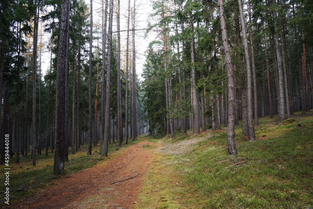 Obraz premium Brdy forest with spruce trees, Czechia