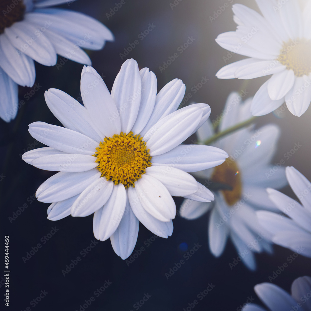 romantic white daisy flowers in the garden in spring season romantic white daisy flowers in the garden in spring season