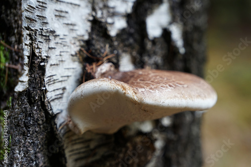 Polyporus fungi mushroom on birch tree close-up view
