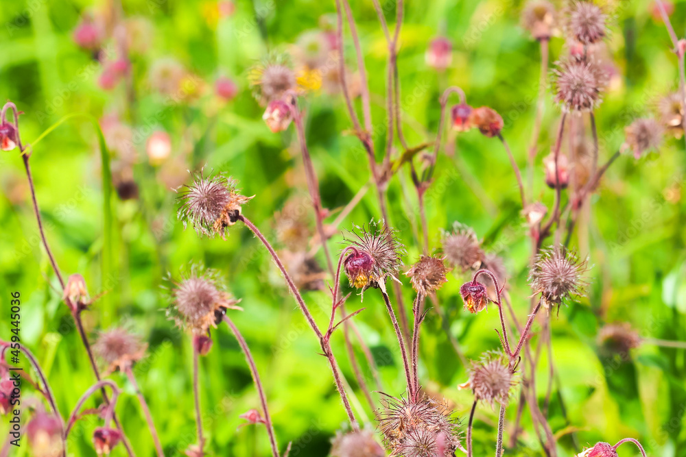 Pink flowers and seeds on the meadow, geum rivale plant or water avens Pink flowers and seeds on the meadow, geum rivale plant or water avens
