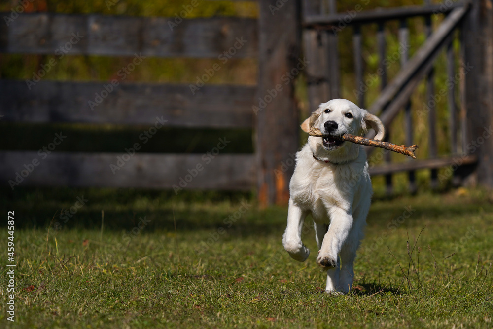 Happy golden retriever puppy runs across a lawn of green grass on a wooden fence background and carries a stick in its teeth. Active life of a young dog Happy golden retriever puppy runs across a lawn of green grass on a wooden fence background and carries a stick in its teeth. Active life of a young dog