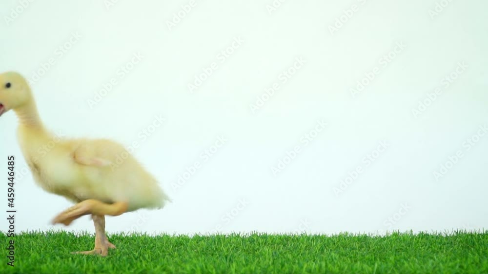 Two ducks on the green grass. Birds walk on a white background. Easter yellow ducklings. Poultry chicks. Farm pets. The birds walk in and out of the frame. Two ducks on the green grass. Birds walk on a white background. Easter yellow ducklings. Poultry chicks. Farm pets. The birds walk in and out of the frame.