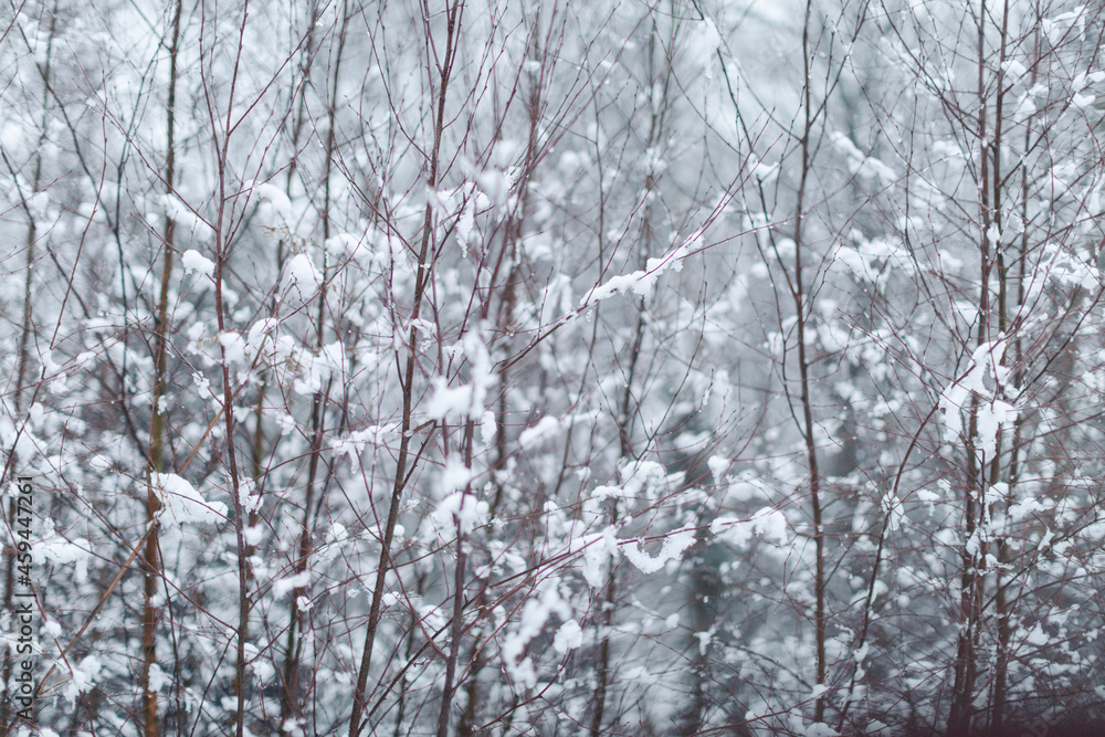 snow covered trees