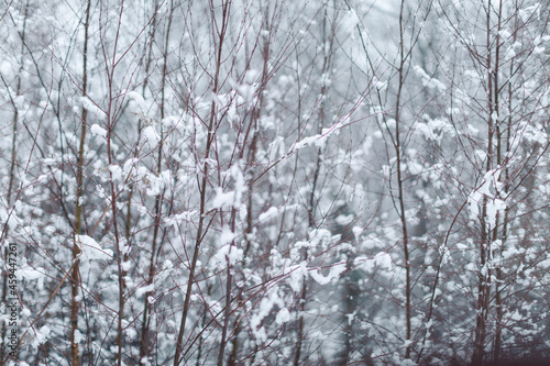 snow covered trees © Nick Kemp