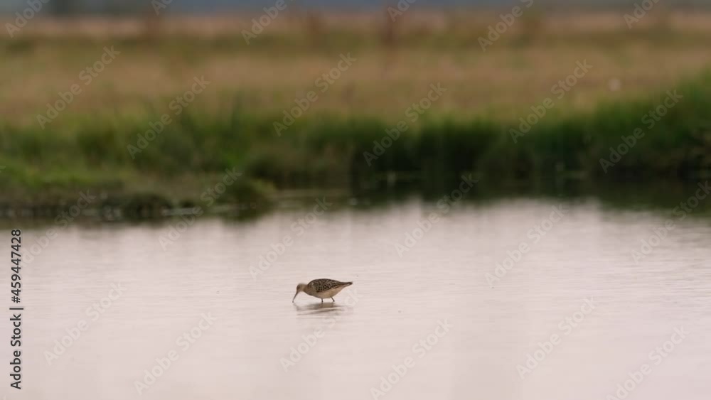 Ruff - Philomachus pugnax stands in shallow water Ruff - Philomachus pugnax stands in shallow water