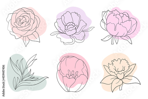 Vector line black illustration graphics flowers: peony, rose, strelitzia, daffodil with colors stains.