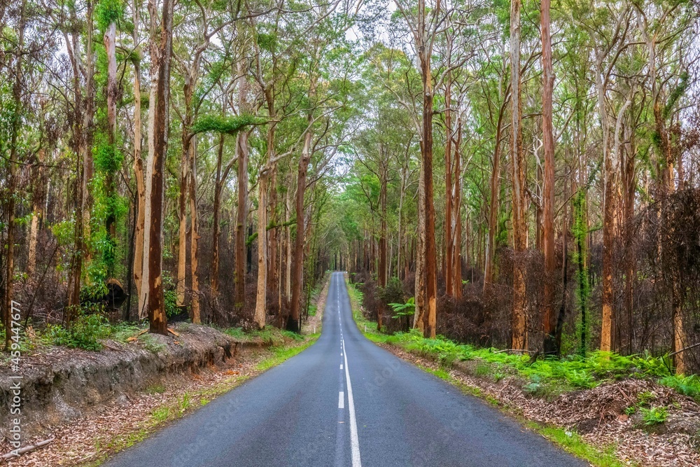Highway cutting through half-burned forest in Murramarang National Park Highway cutting through half-burned forest in Murramarang National Park