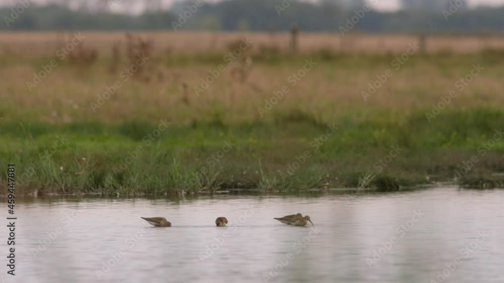 Dunlin - Calidris alpina small shorebirds in the water Dunlin - Calidris alpina small shorebirds in the water