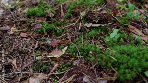 picking a boletus in the forest. forest litter from leaves and needles. mushroom picking