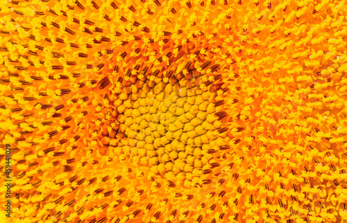 Close up of the center of a sunflower
