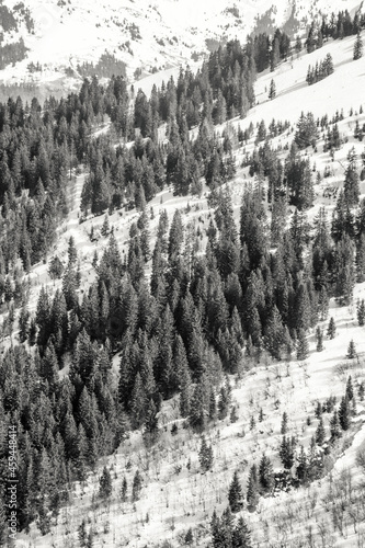 snow covered trees