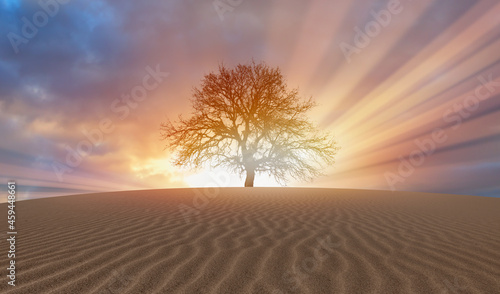 Silhouette of dry tree in desert at sunset