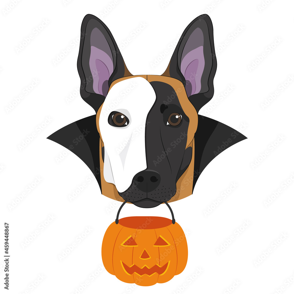 Halloween greeting card. Belgian Sheperd Malinois dog with a white half mask over his face, black cape and a pumpkin in the mouth