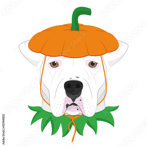 Halloween greeting card. Argentinian Dogo dog dressed as a pumpkin