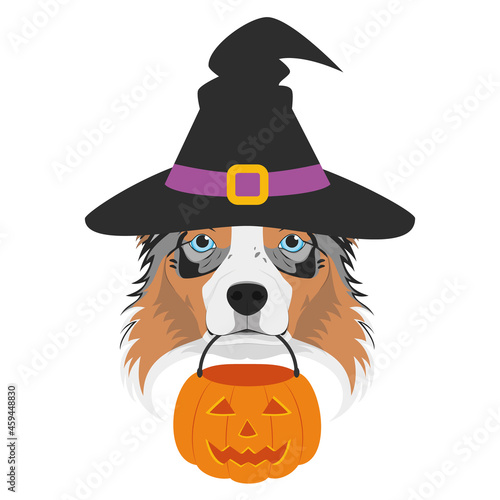 Halloween greeting card. Australian Sheperd dog dressed as a witch with black hat and a pumpkin in the mouth