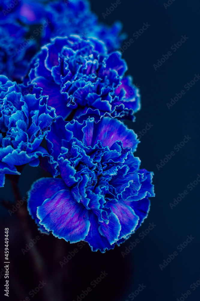 Obraz premium clove flowers blue background