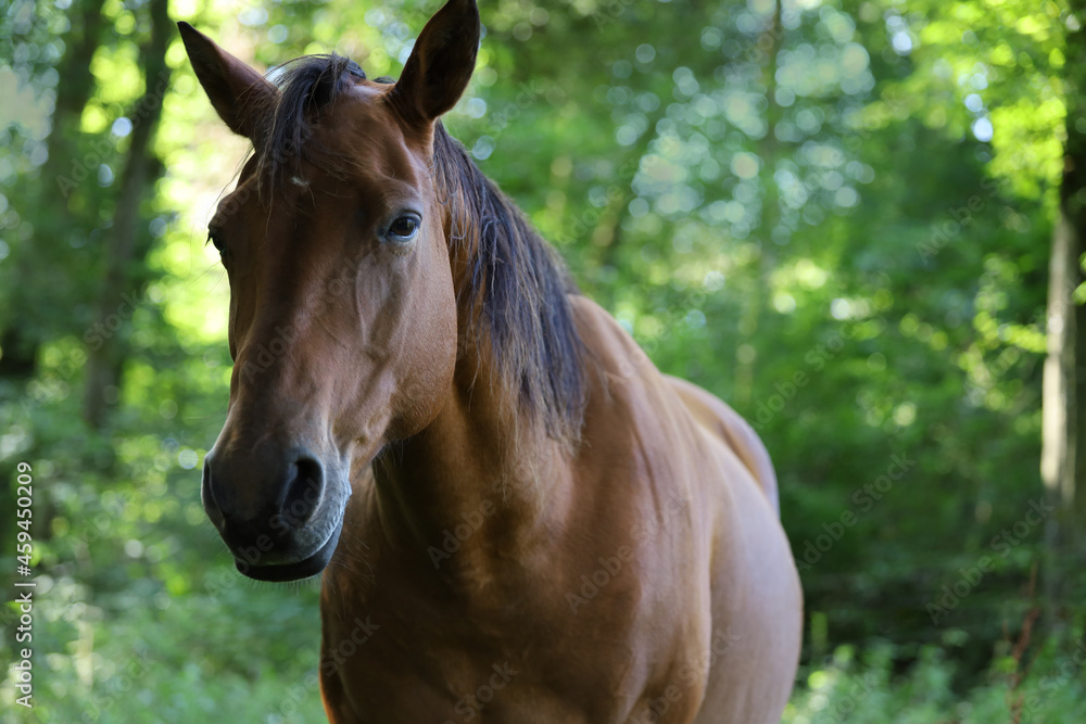 beautiful brown horse, cheval, cavallo, cavalo, caballo, pferd