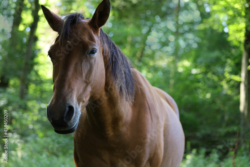 beautiful brown horse  cheval  cavallo  cavalo  caballo  pferd