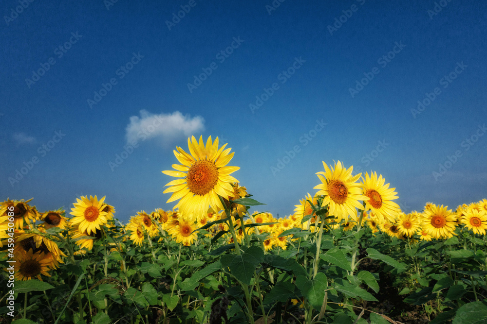 Fototapeta premium 満開のひまわり畑