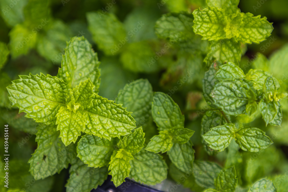 Mint background green leaves. Herb leaves grow in vegetable garden. Selective focus. Mint background green leaves. Herb leaves grow in vegetable garden. Selective focus.