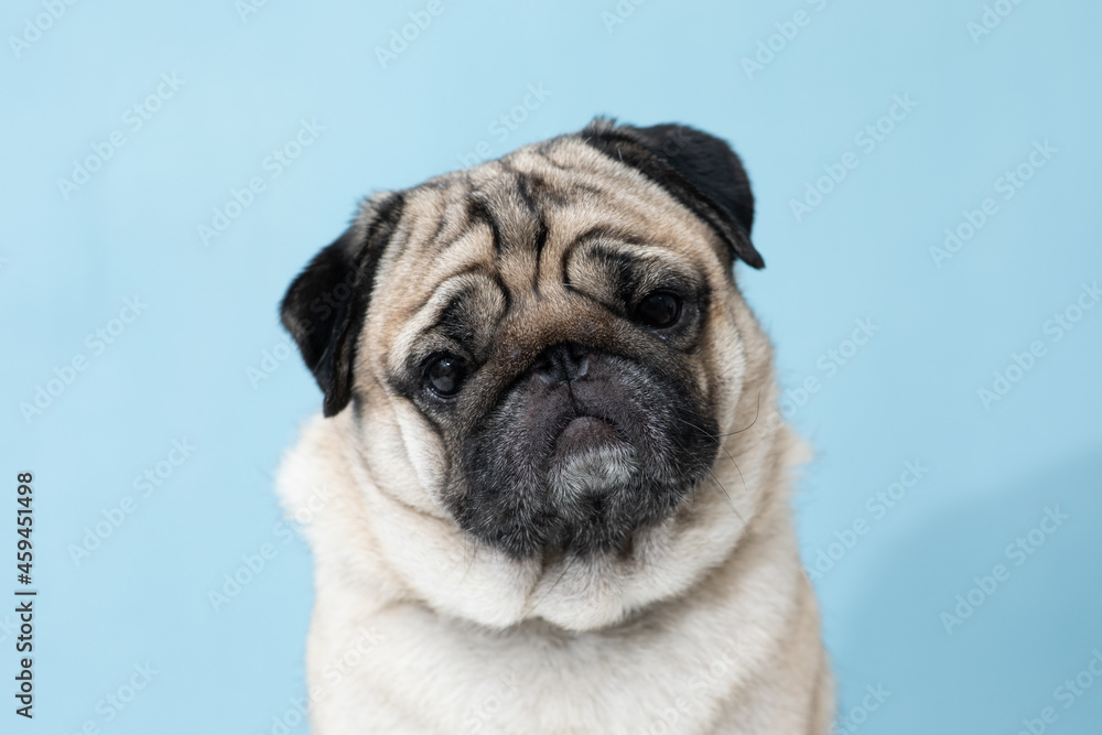 Cute dog looking at camera funny and stunning face.Adorable Pug dog on blue background.Friendly Pet Dog Concept