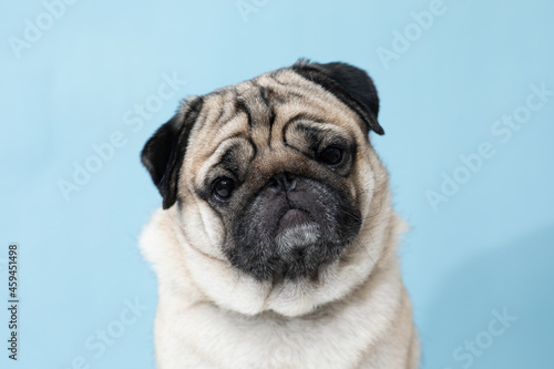 Cute dog looking at camera funny and stunning face.Adorable Pug dog on blue background.Friendly Pet Dog Concept © 220 Selfmade studio