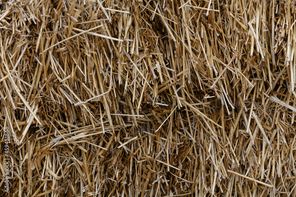 abstract background of dry grass abstract background of dry grass