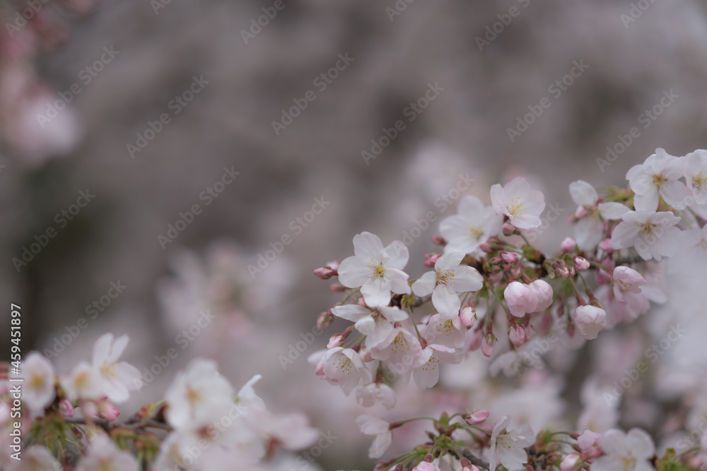 cherry blossom in Japan