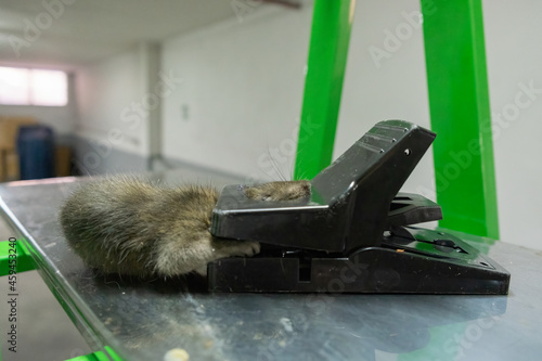 Stray rat captured in a convenient and effective non-toxic and reusable spring-loaded mechanical trap