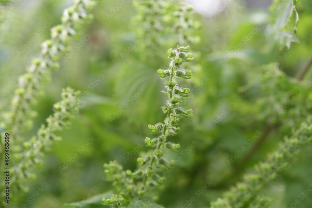 Selective focus of perilla flower, seeds with blurred nature background. Selective focus of perilla flower, seeds with blurred nature background.
