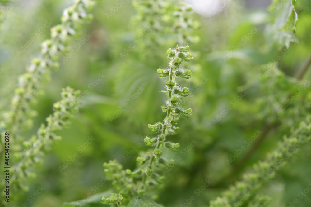 Selective focus of perilla flower, seeds with blurred nature background.