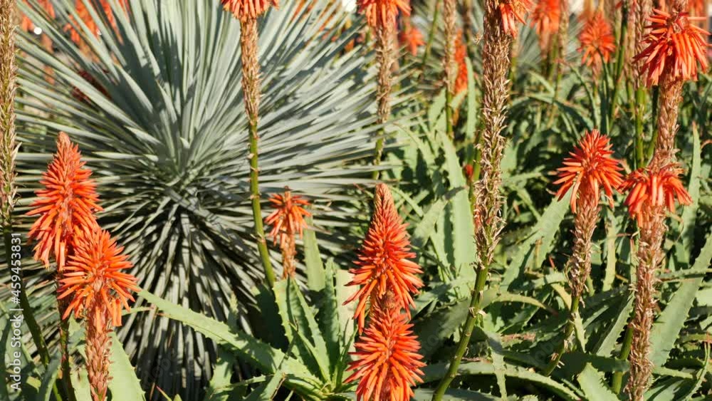 Aloe succulent plant red flower, California USA. Desert flora, arid climate natural botanical close up background. Vivid juicy bloom of Aloe Vera. Gardening in America, grows with cactus and agave. Aloe succulent plant red flower, California USA. Desert flora, arid climate natural botanical close up background. Vivid juicy bloom of Aloe Vera. Gardening in America, grows with cactus and agave.