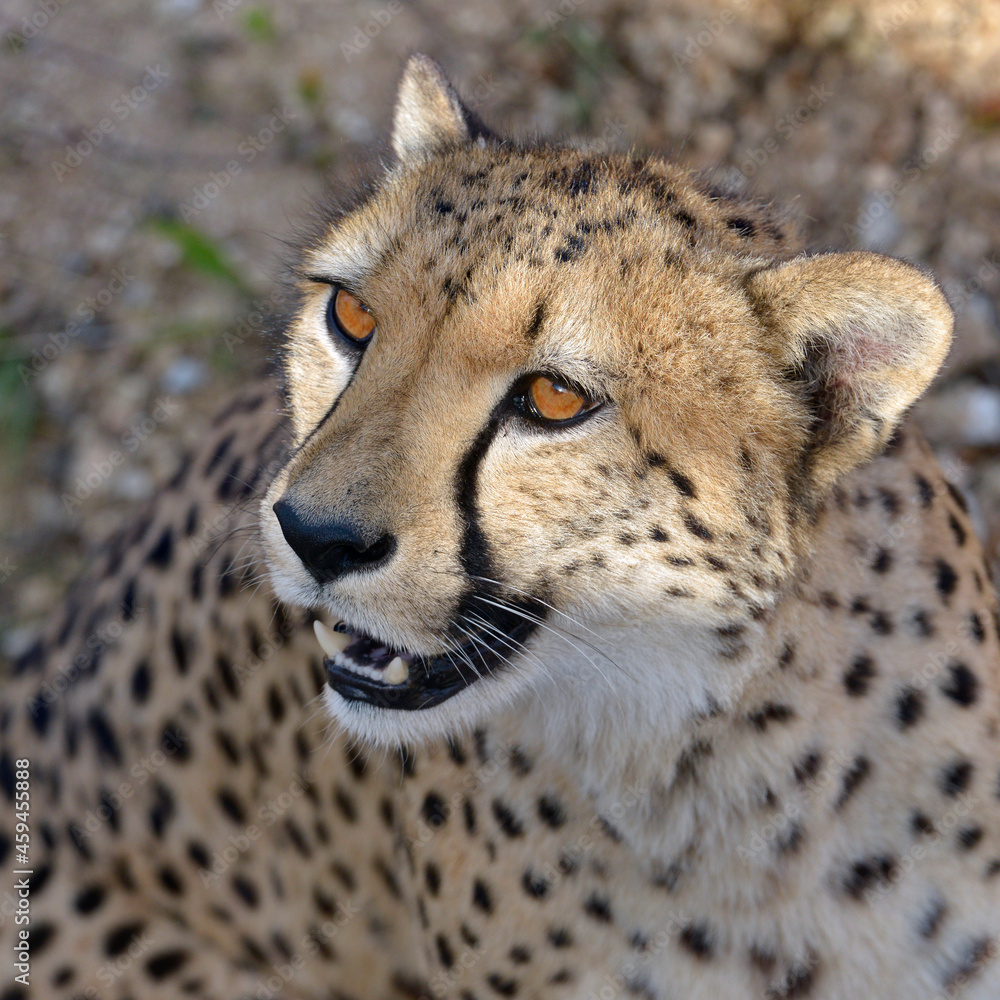 Portrait of African Cheetah (Acinonyx jubatus) looking up Portrait of African Cheetah (Acinonyx jubatus) looking up