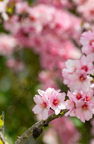 Canvas Almond tree with pink flowers Algarve Portugal.