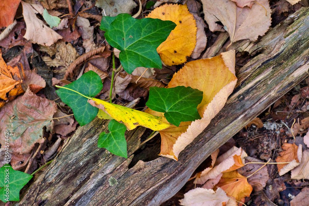 Autumn natural texture - green ivy leaves on dry and golden autumnal leaves and old tree trunk