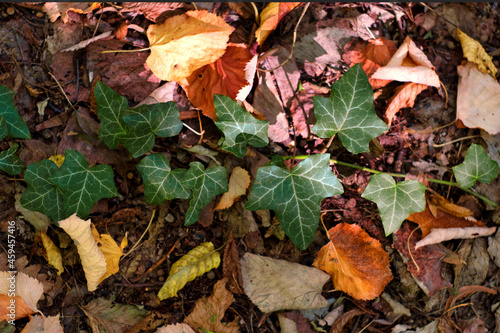 Autumn natural texture - green ivy leaves on dry and golden autumnal leaves and old tree trunk