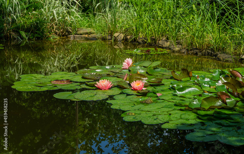 Big amazing bright pink water lilies  lotus flowers Perry s Orange Sunset in pond with other nympheas. Flower landscape for nature wallpaper