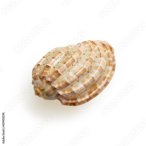 Isolated shell on white background