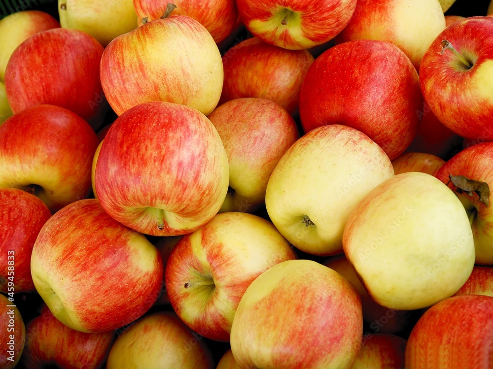 red and yellow tasty apples from a garden red and yellow tasty apples from a garden