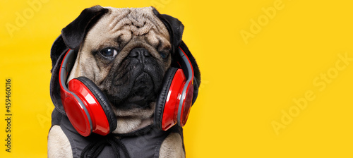 Portrait of adorable, happy dog of the pug breed in the hoodie. Cute smiling dog listening to music in headphones on yellow background. Free space for text.