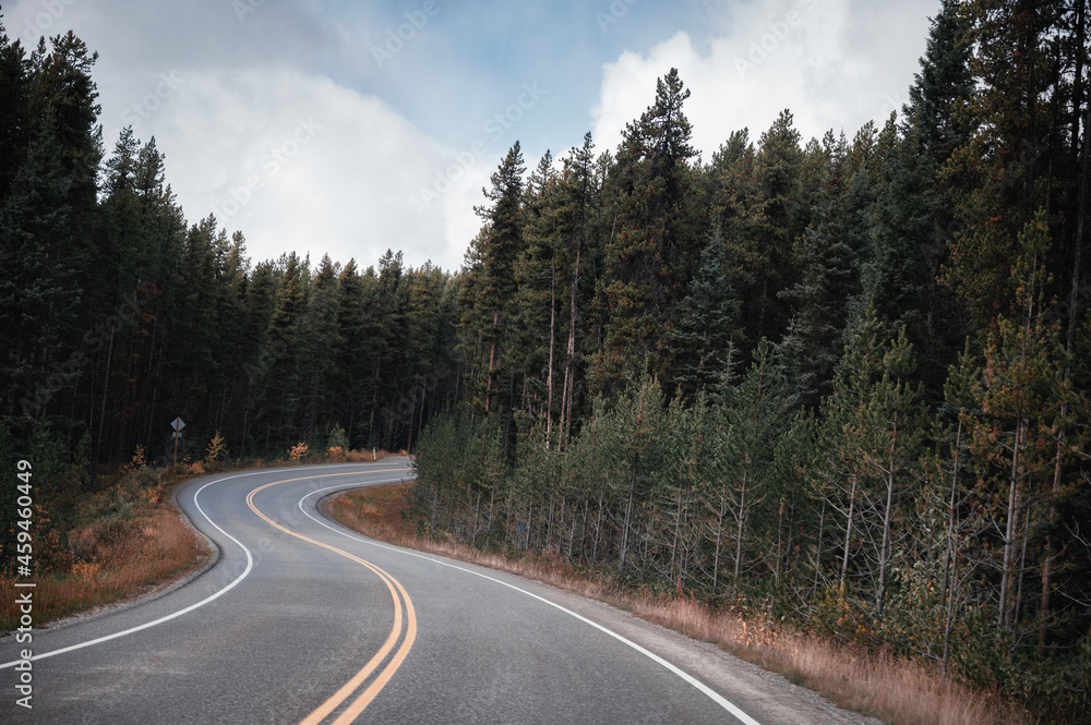 Winding asphalt road through pine forest in autumn at national park Winding asphalt road through pine forest in autumn at national park