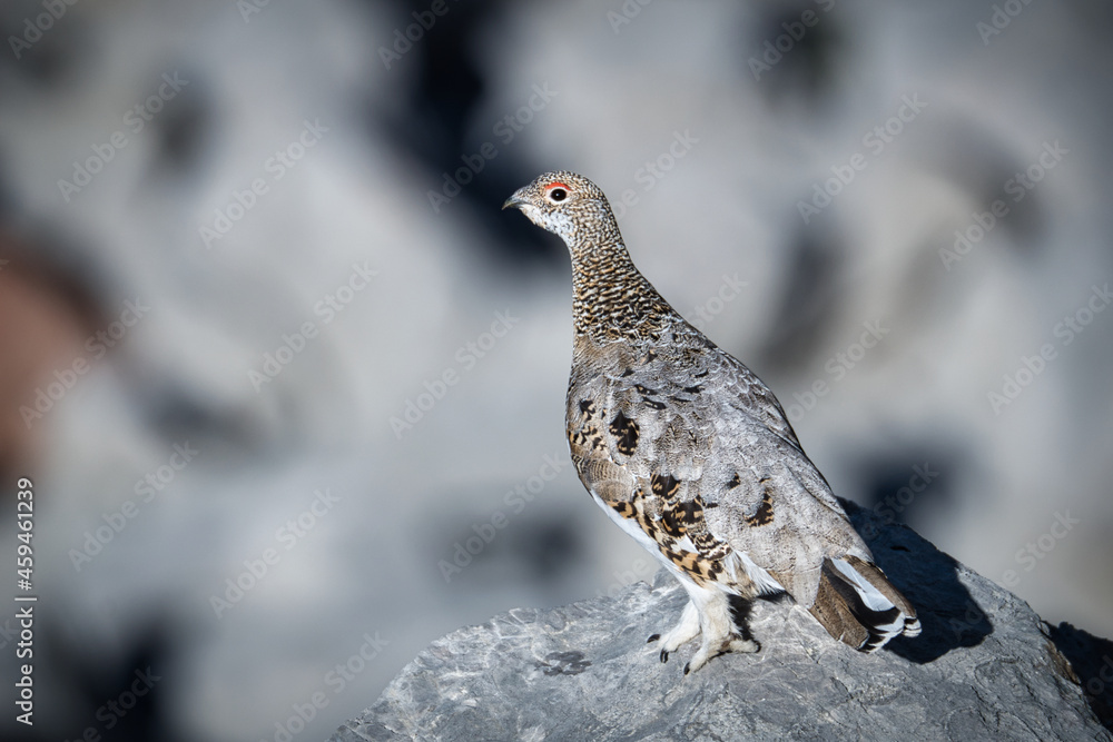 Ptarmigan in its natural habitat between rocks Ptarmigan in its natural habitat between rocks