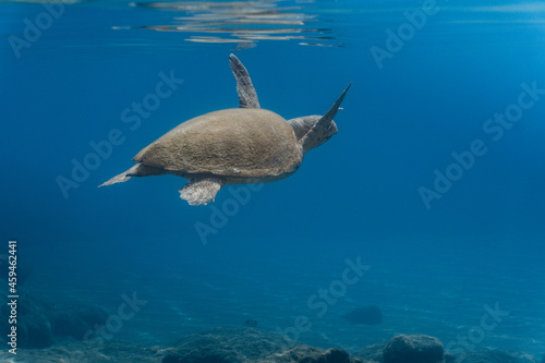 Loggerhead Turtle in the water at Kefalonia Island  Greece 